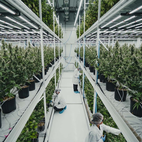 Pipp Horticulture Pipp Horticulture