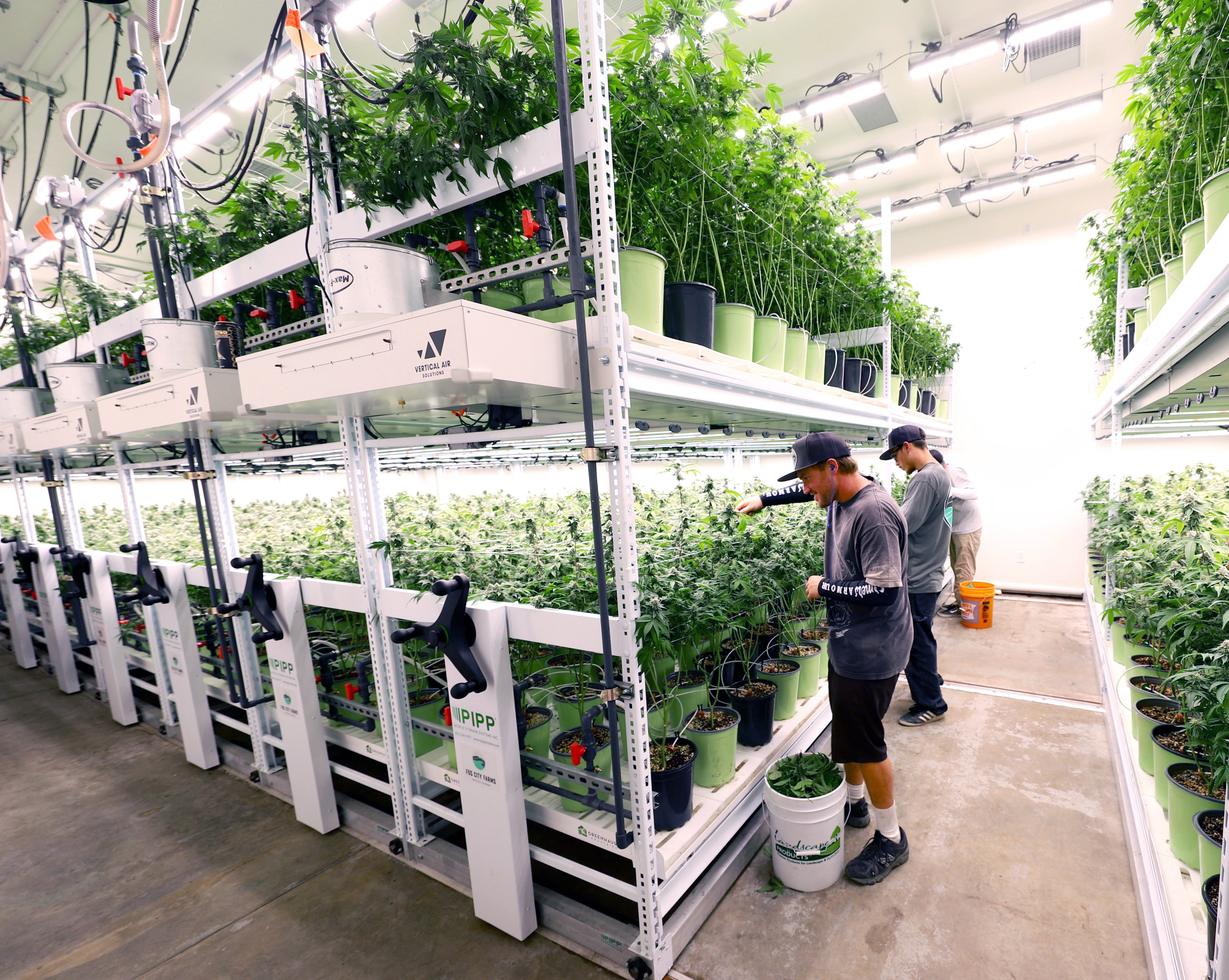 How Pipp Horticulture DOUBLED Fog City Farms Canopy