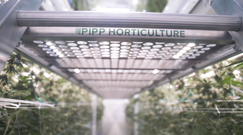 Fog-City-Farms-Vertical-Rack-Flower-Room-2-1