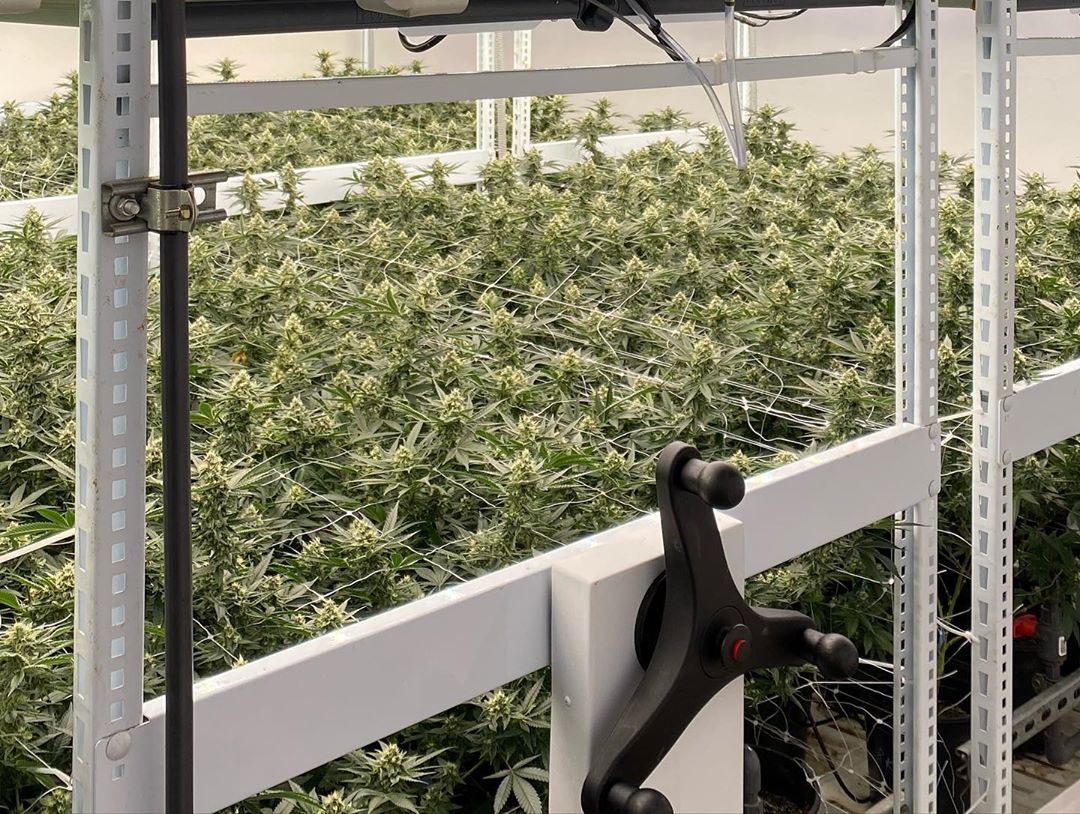 fogcityfarms@p@CEUaexlhj1g@0@1